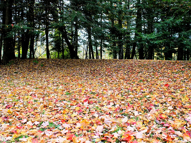 Leaf removal service is offered by City Side Landscaping, a landscaping company serving Greensboro, NC and the Piedmont Triad area.