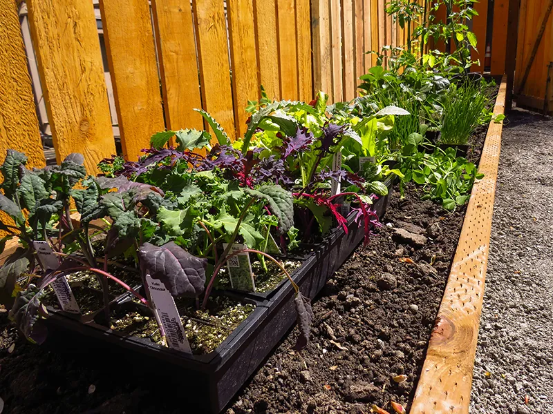 Planting and bed maintenance service is offered by City Side Landscaping, a landscaping company serving Greensboro, NC and the Piedmont Triad area.
