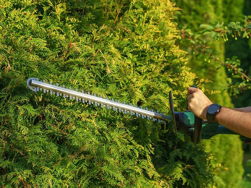Shrub and hedge trimming service is offered by City Side Landscaping, a landscaping company serving Greensboro, NC and the Piedmont Triad area.