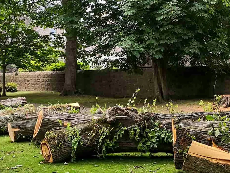 Tree and brush removal service is offered by City Side Landscaping, a landscaping company serving Greensboro, NC and the Piedmont Triad area.