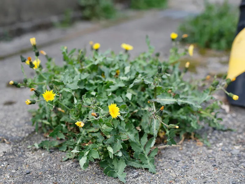Weed control service is offered by City Side Landscaping, a landscaping company serving Greensboro, NC and the Piedmont Triad area.
